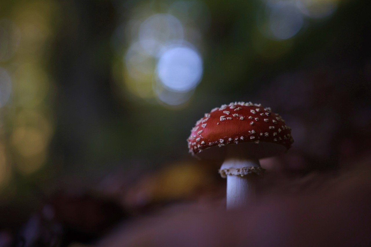 bosque