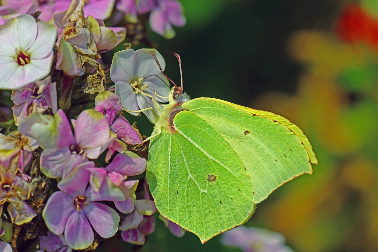 Brimstone: 5 secretos para dominar la cocina con especias 1 brimstone