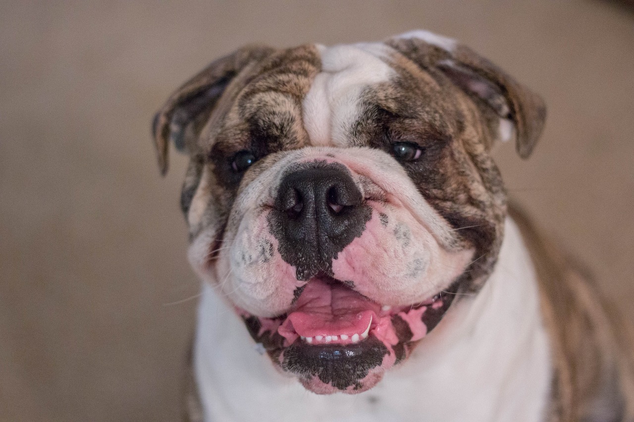 bulldog ingles