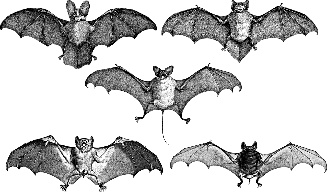 calamar vampiro