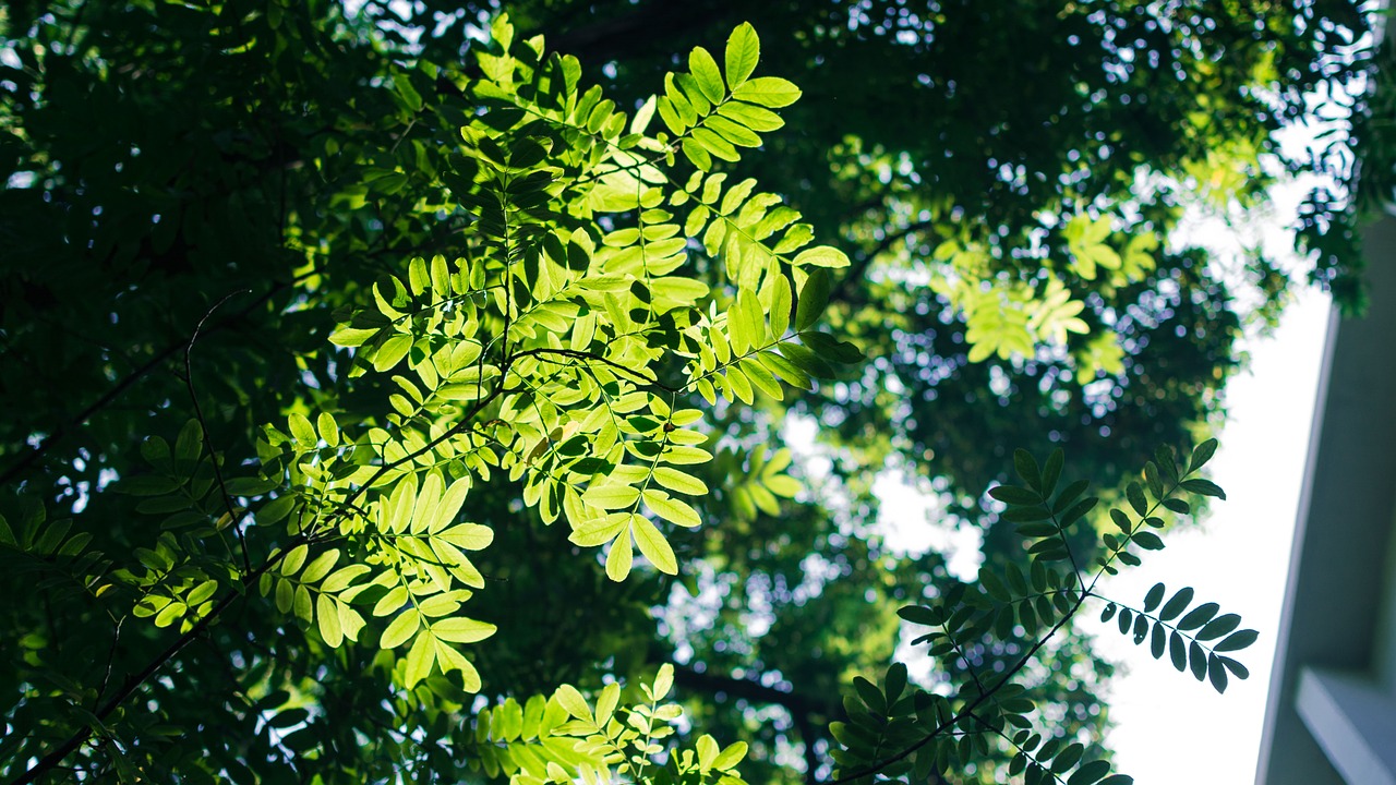 Calendario de adviento mercadona: 5 sorpresas festivas que amarás 5 calendario de adviento mercadona