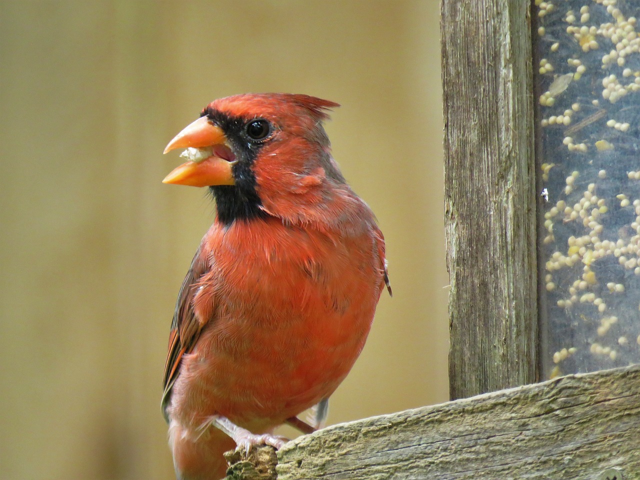 cardenal cisneros