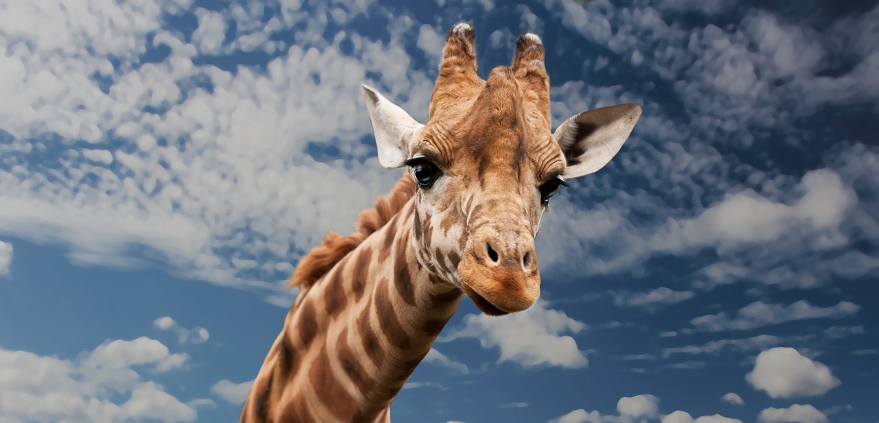 Célula eucariota animal: 5 características esenciales a conocer 3 celula eucariota animal