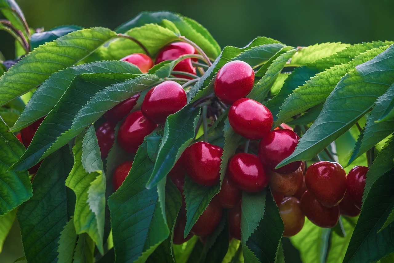 cerezas