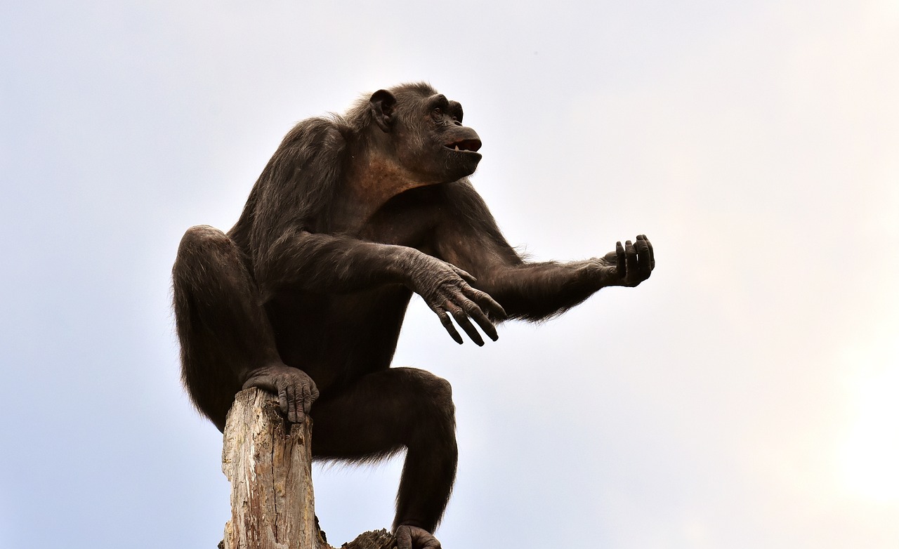 chimpancé