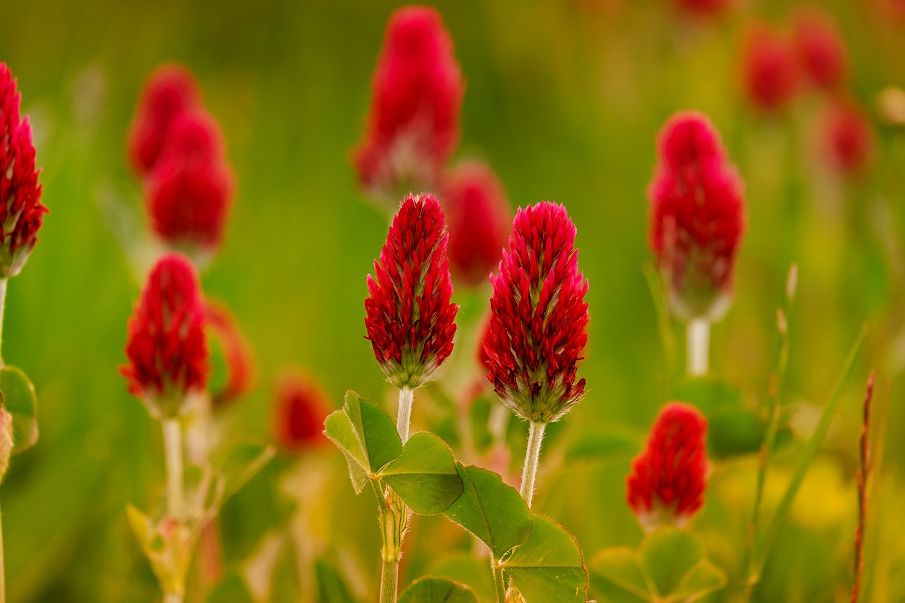 Clover: 5 maneras de potenciar el crecimiento de tus plantas 2 clover