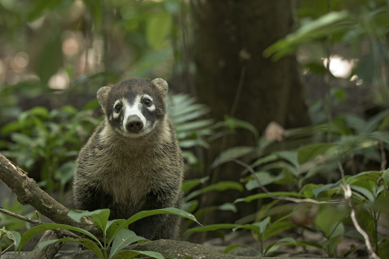coati