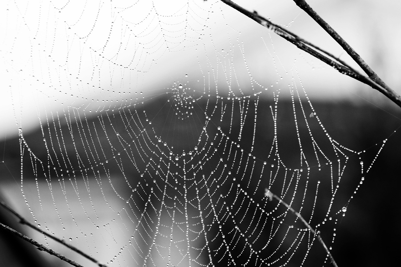 Cobweb: 5 pasos para optimizar tu análisis de datos web 1 cobweb