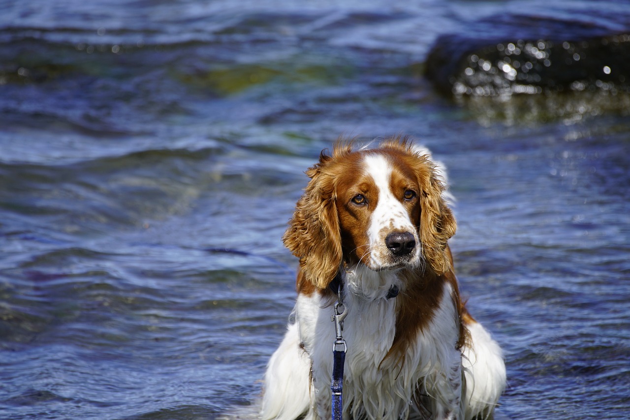 cocker spaniel inglés