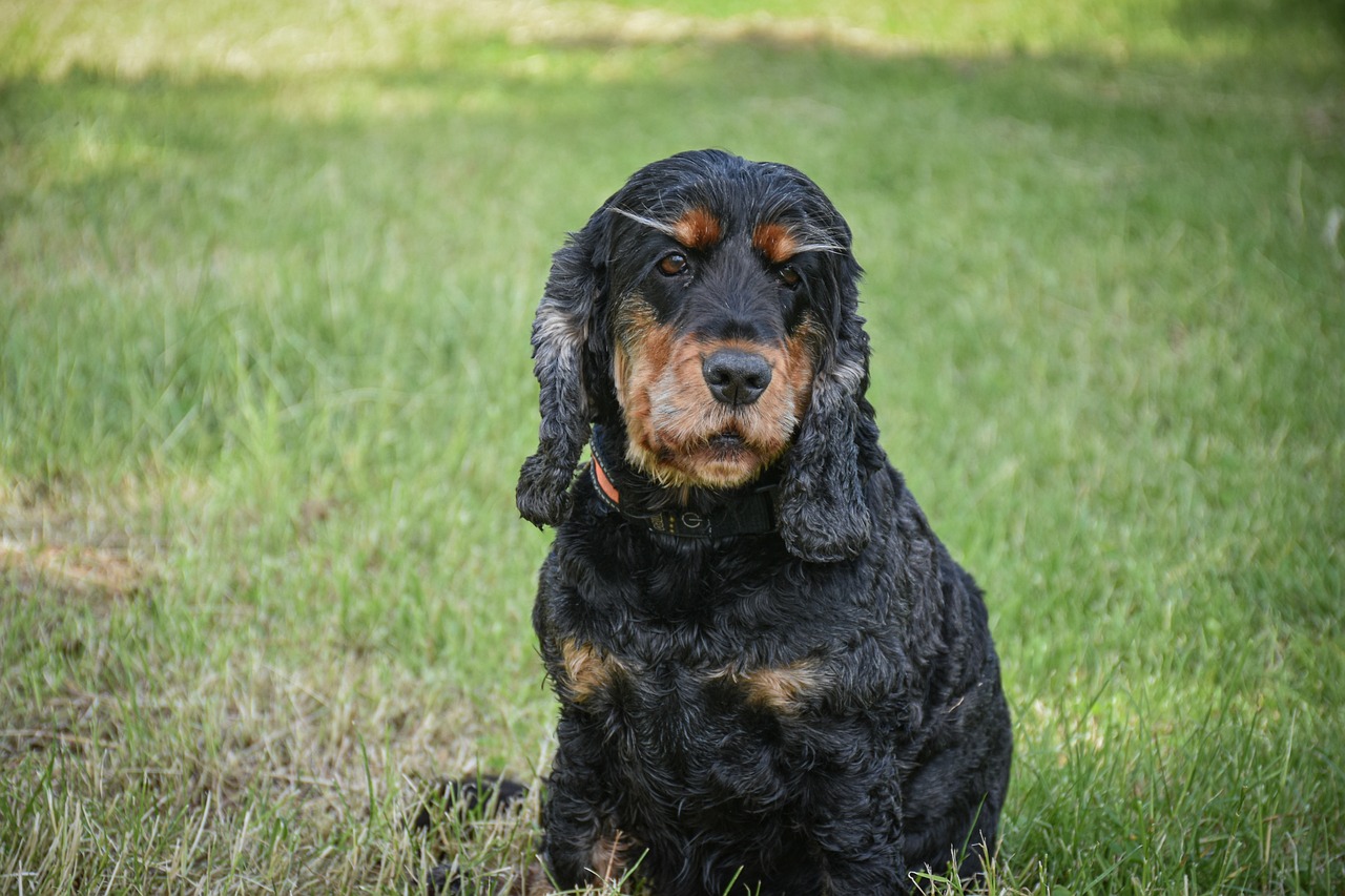 Cocker Spaniel: 7 curiosidades que no sabías sobre ellos 2 cocker spaniel