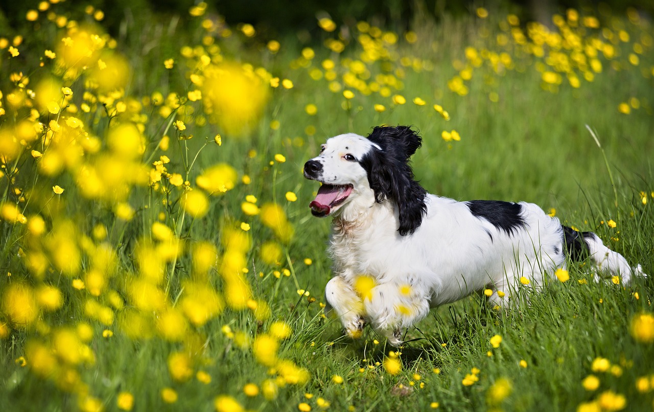 cocker