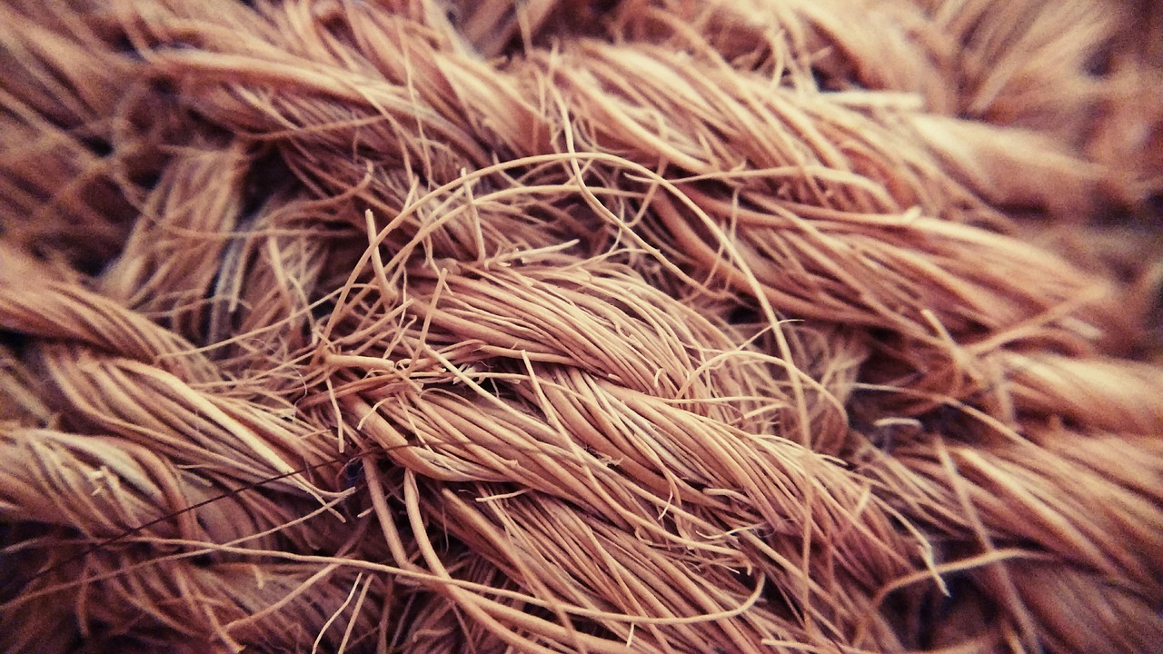Coconut: 5 beneficios sorprendentes para tu salud diaria 1 coconut