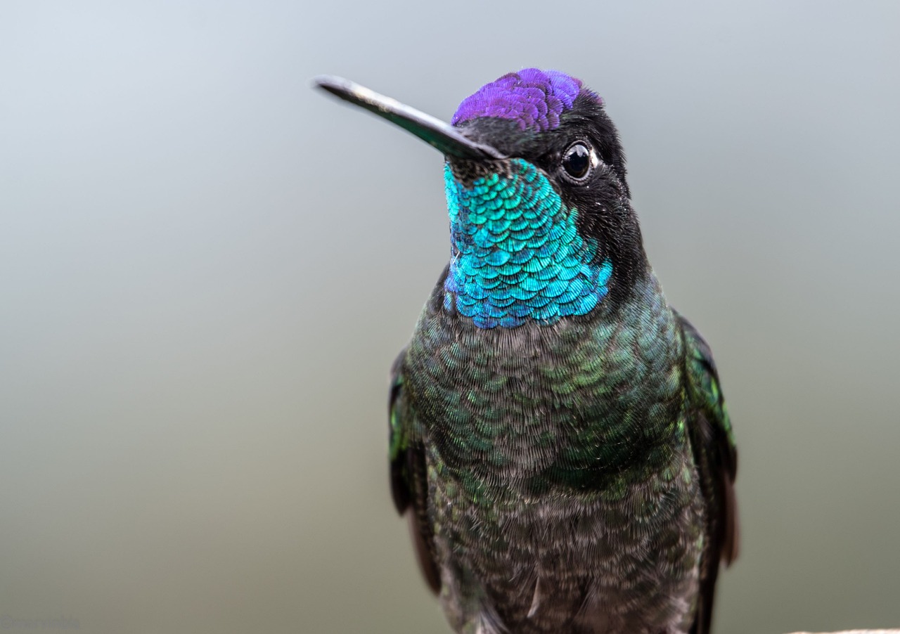 Colibrí: 5 curiosidades fascinantes sobre su vuelo y vida 3 colibrí