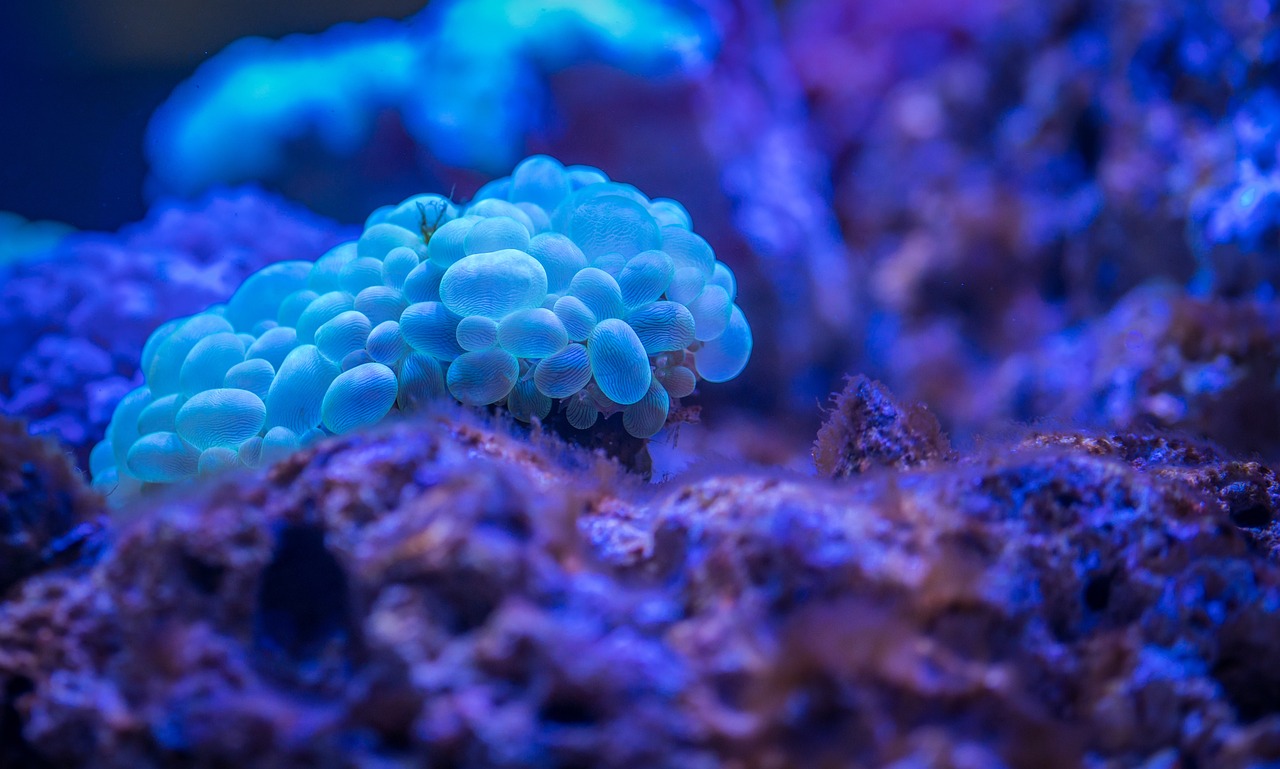 coral island