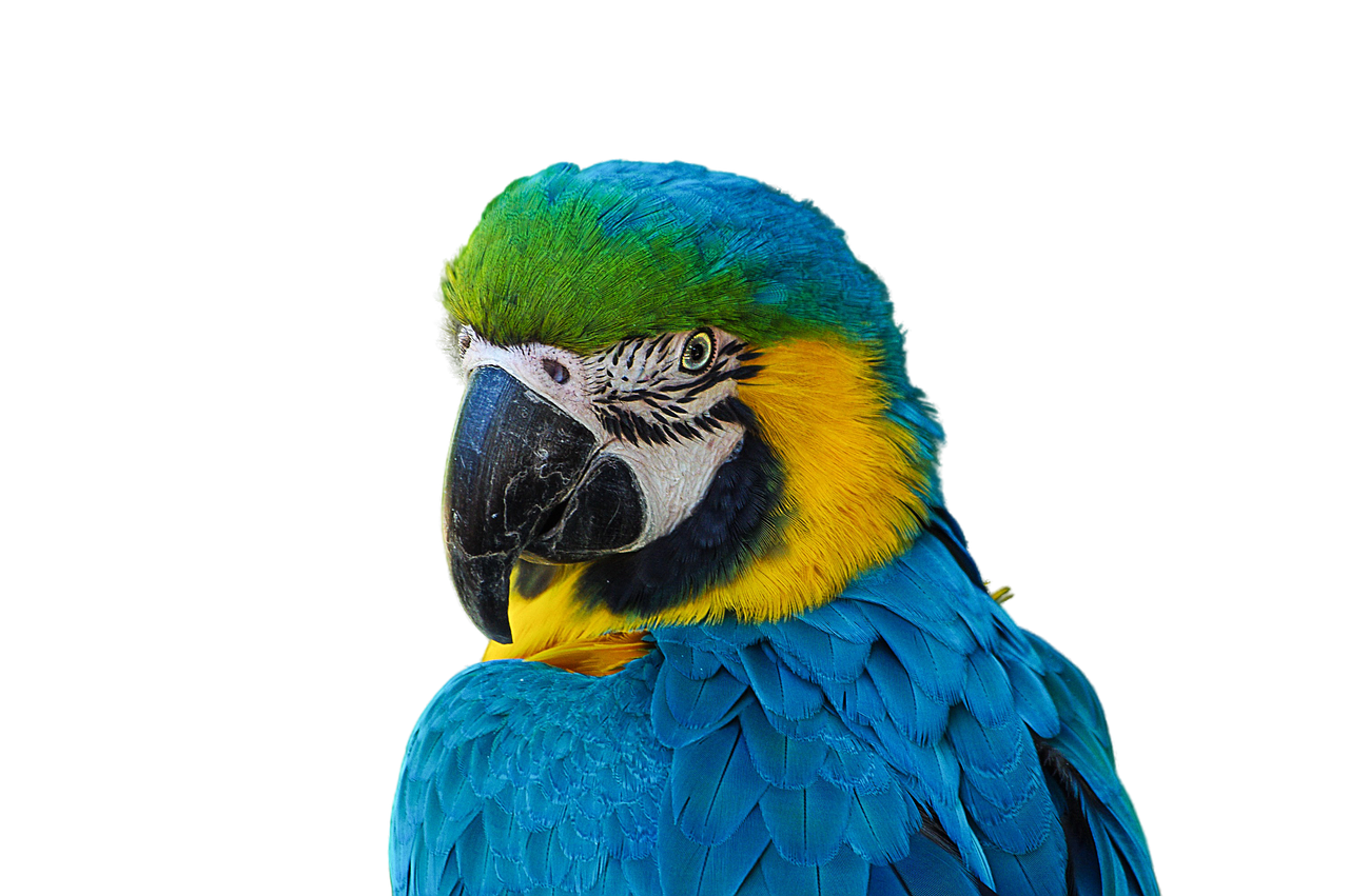 cotorra