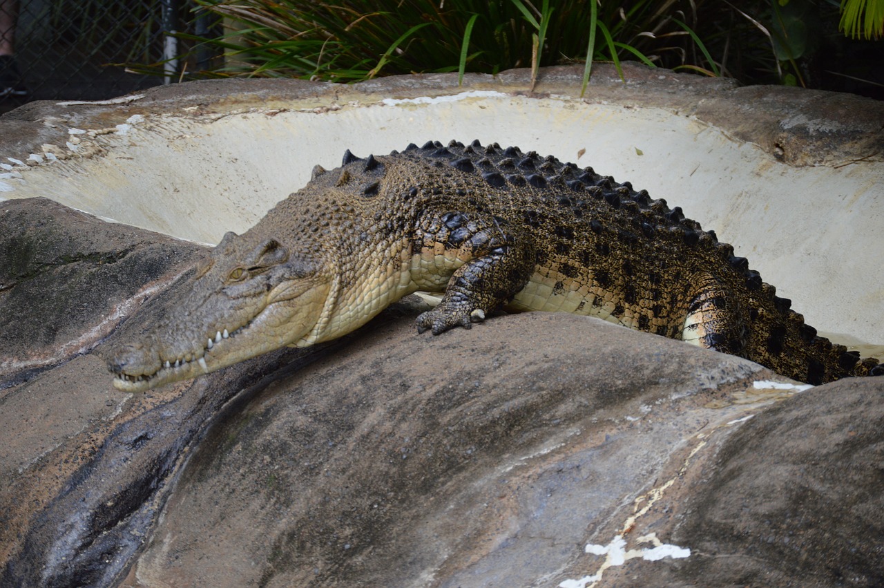 crocodile