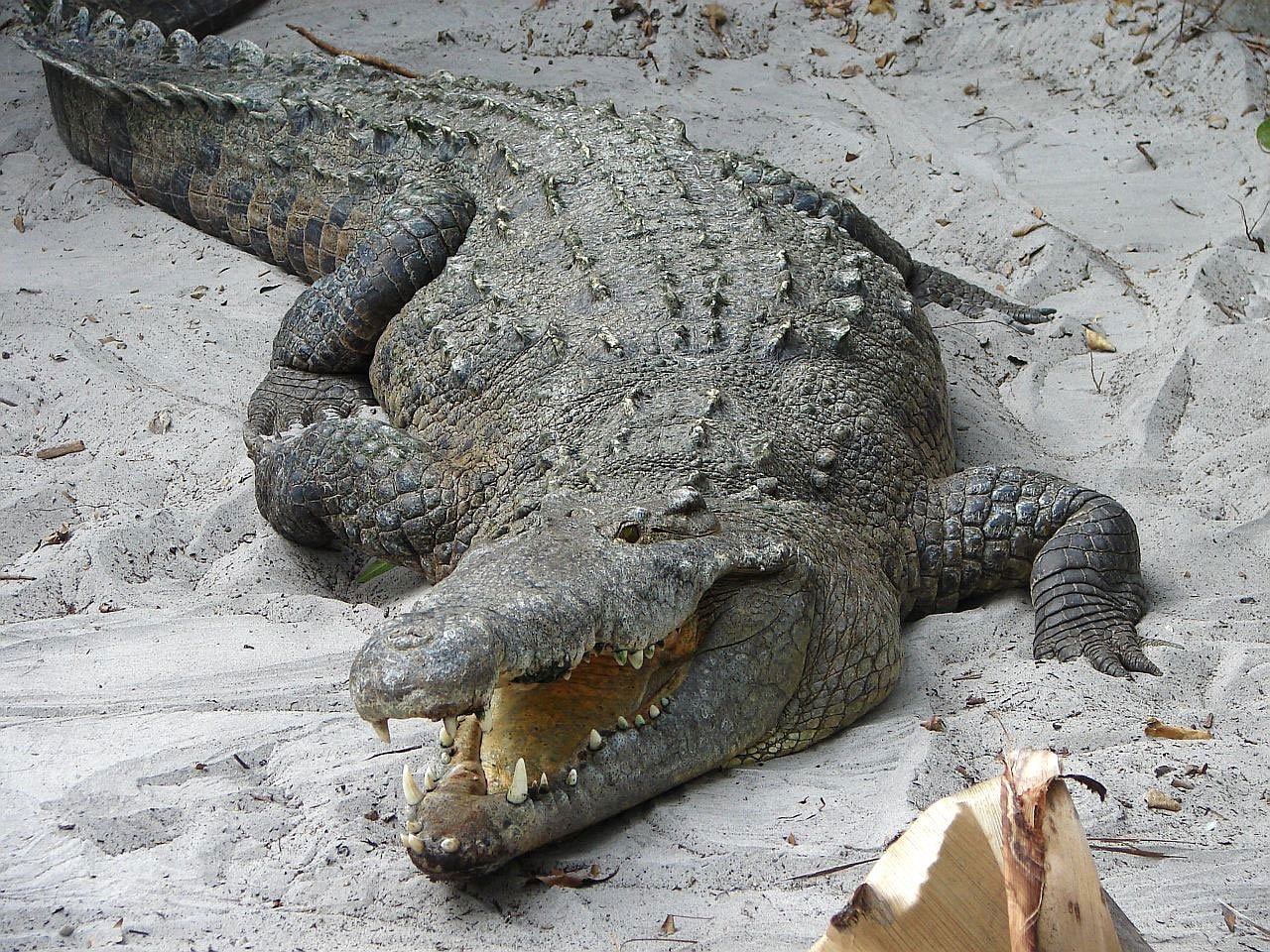 crocs hombre