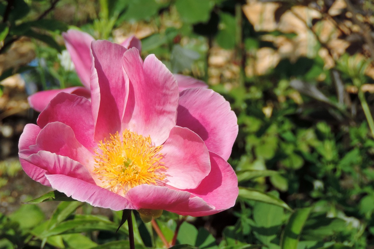 crónica rosa