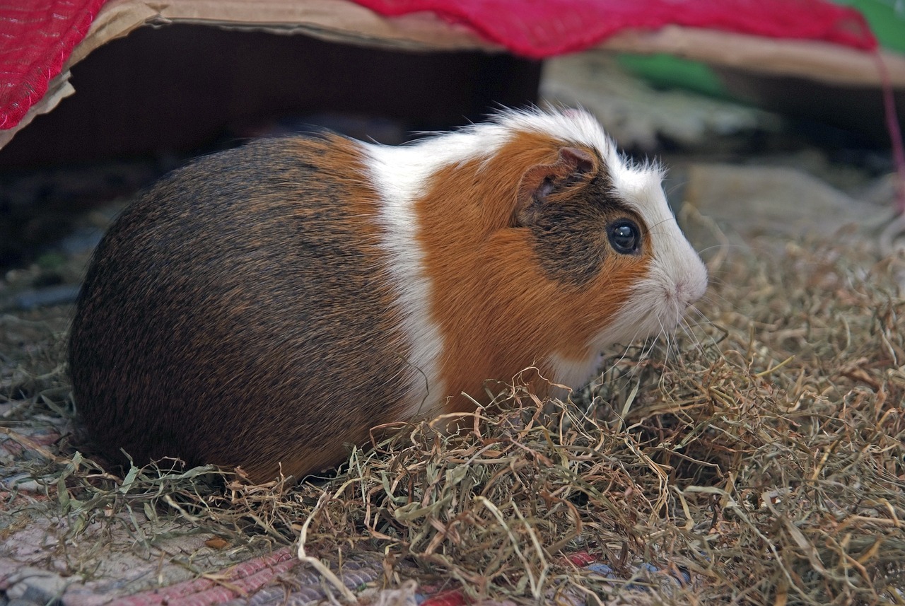 cuyo