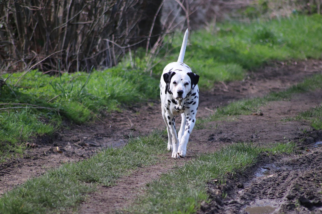 dalmata