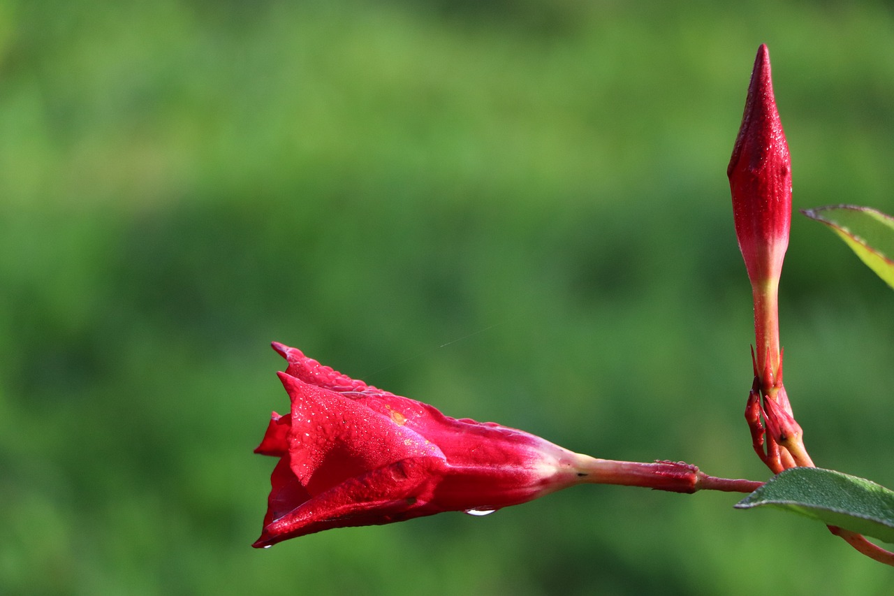 Dipladenia: 5 trucos para cuidar tu planta en casa 3 dipladenia