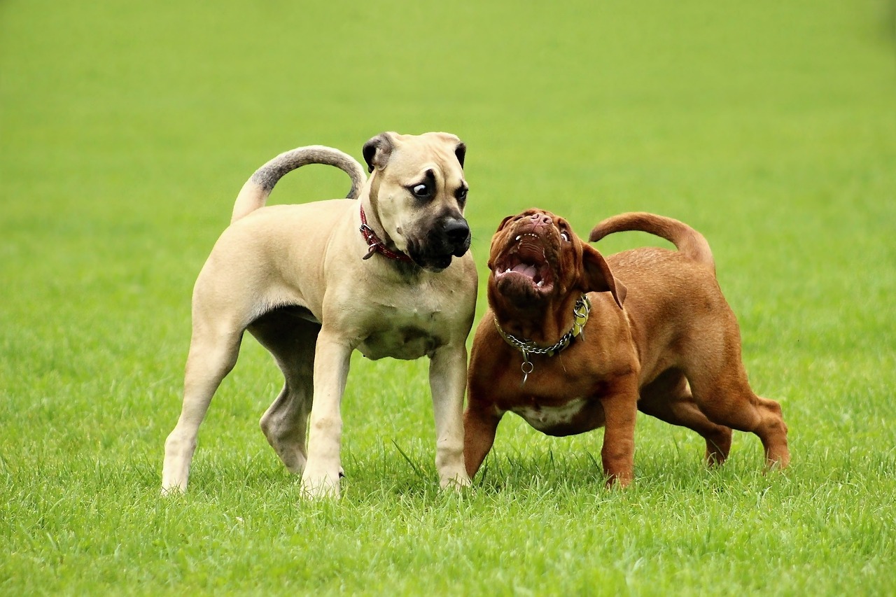 Dogo: 7 trucos infalibles para entrenar a tu perro 1 dogo
