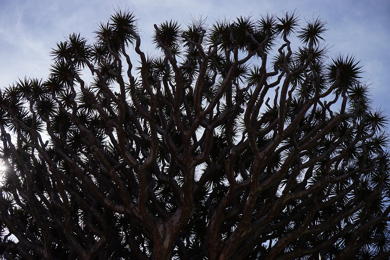 dracaena