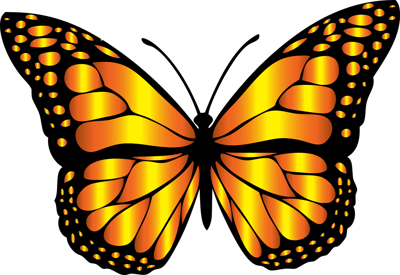 Efecto mariposa: 5 maneras de cambiar tu vida hoy 4 efecto mariposa