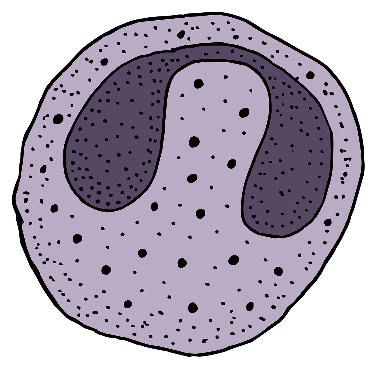 eosinófilos