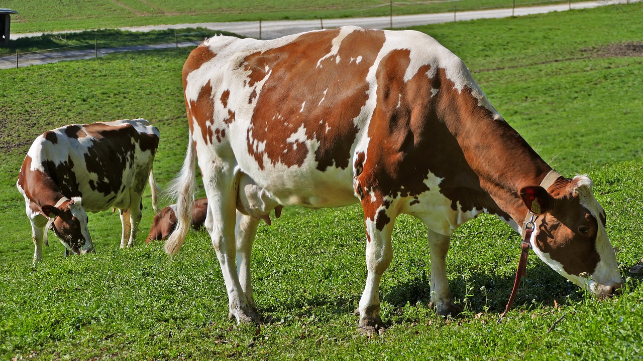 erasmo ubera