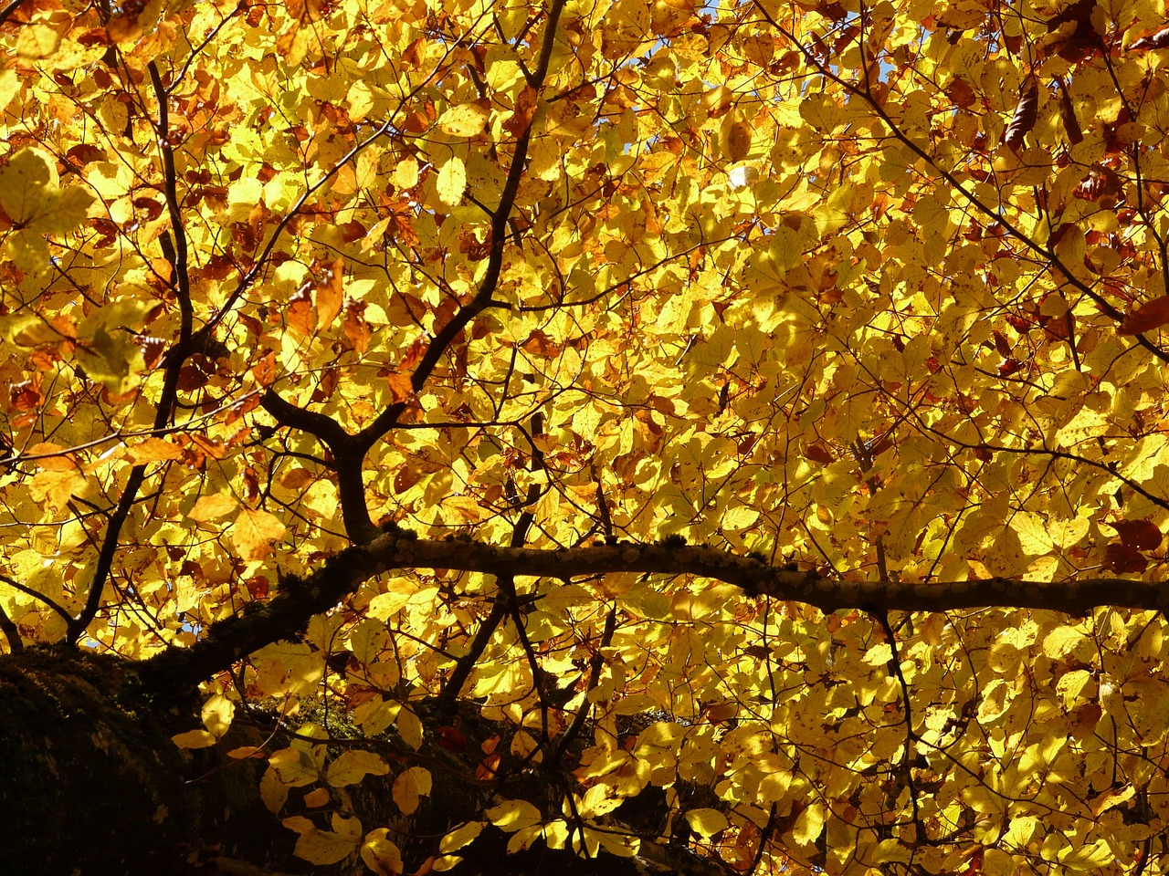Fall: 5 estrategias efectivas para lidiar con la depresión 1 fall