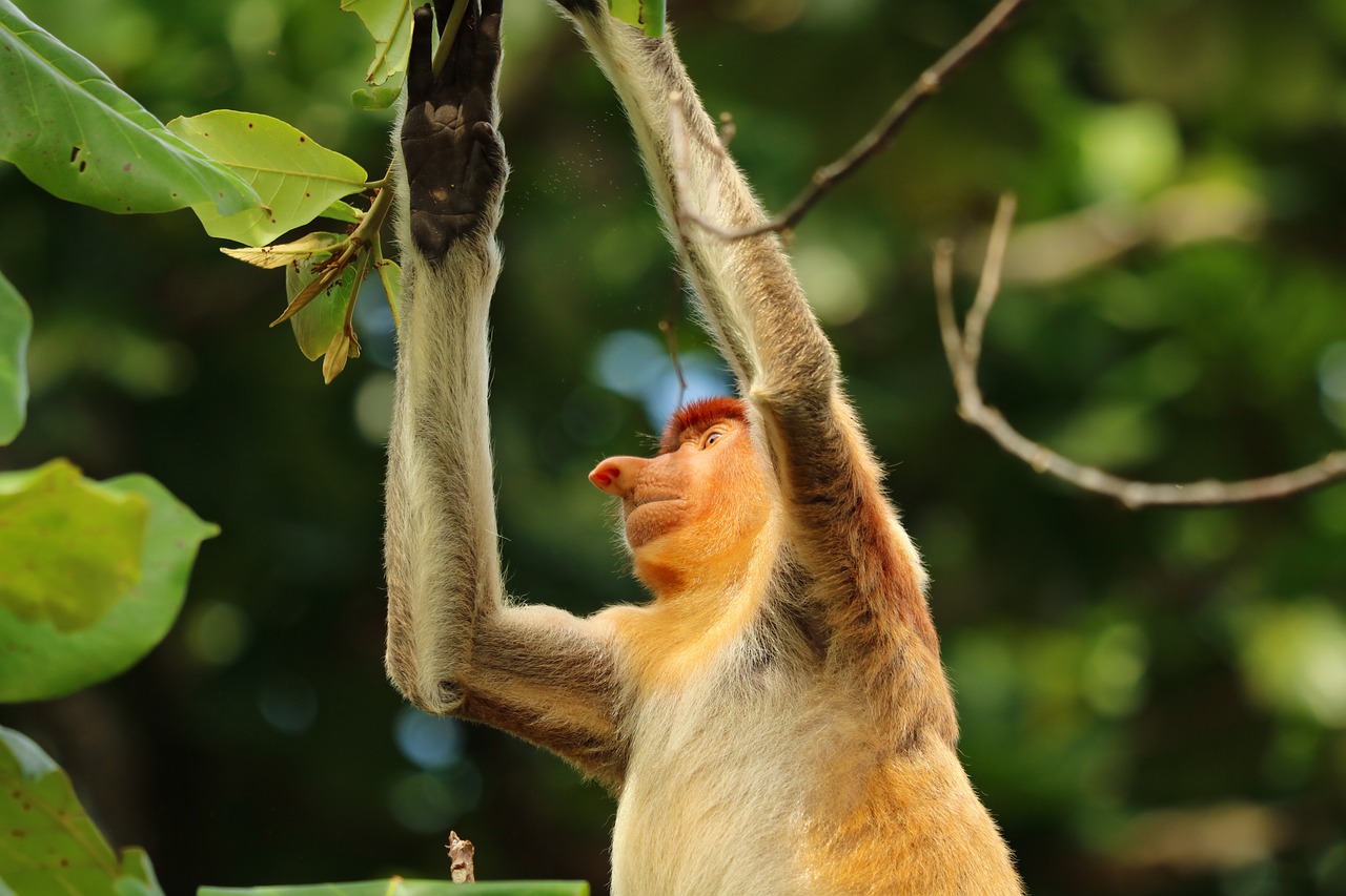 Fauna: 5 datos sorprendentes sobre los mamíferos en peligro 4 fauna