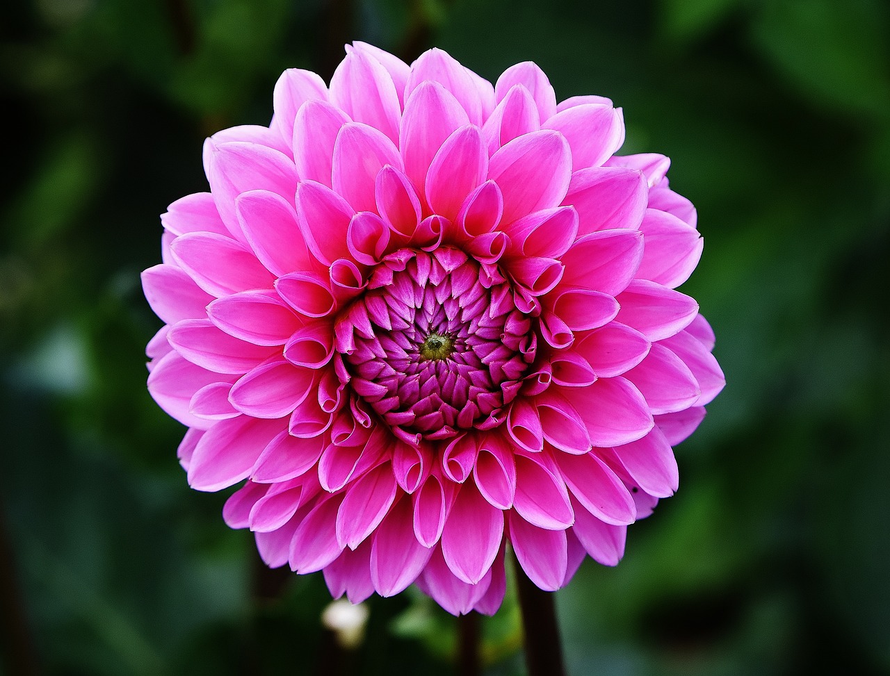 Flowers: 7 tips para cuidar tus plantas y mantenerlas saludables 1 flowers