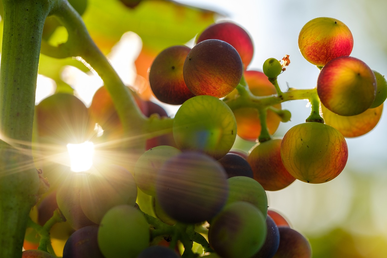 Fructosa: 5 razones para incluirla en tu dieta saludable 13 fructosa