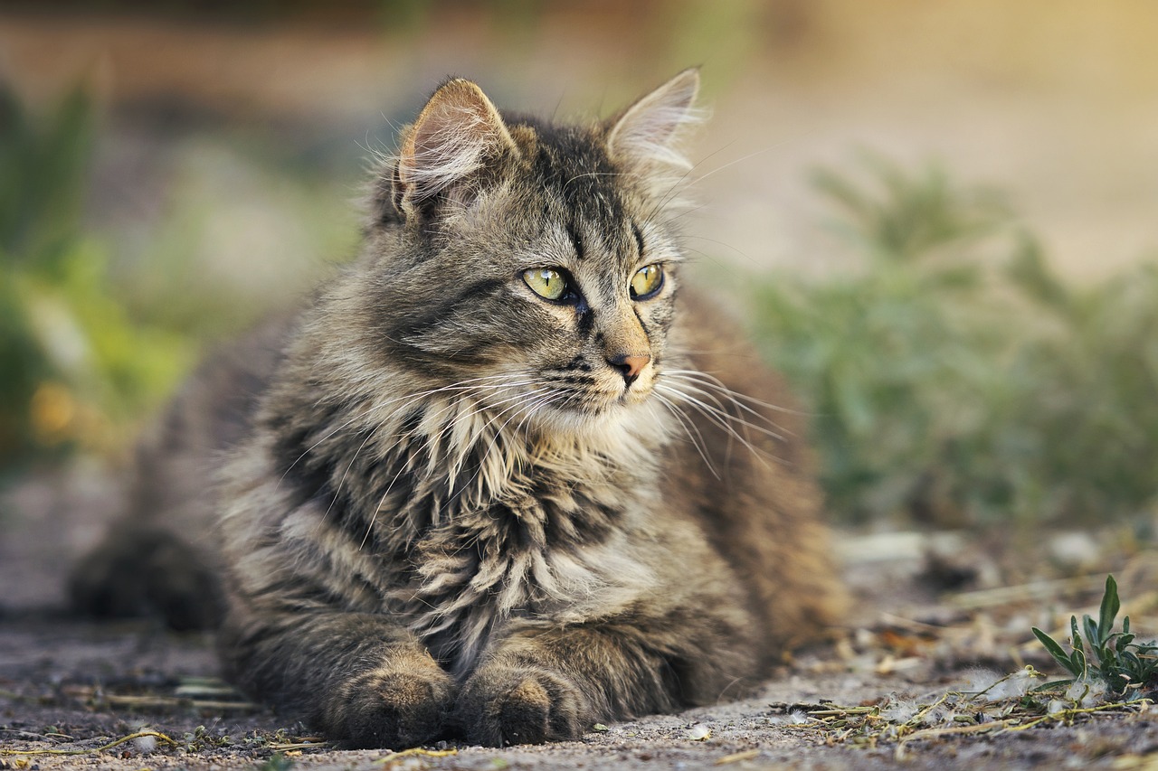 gato himalayo
