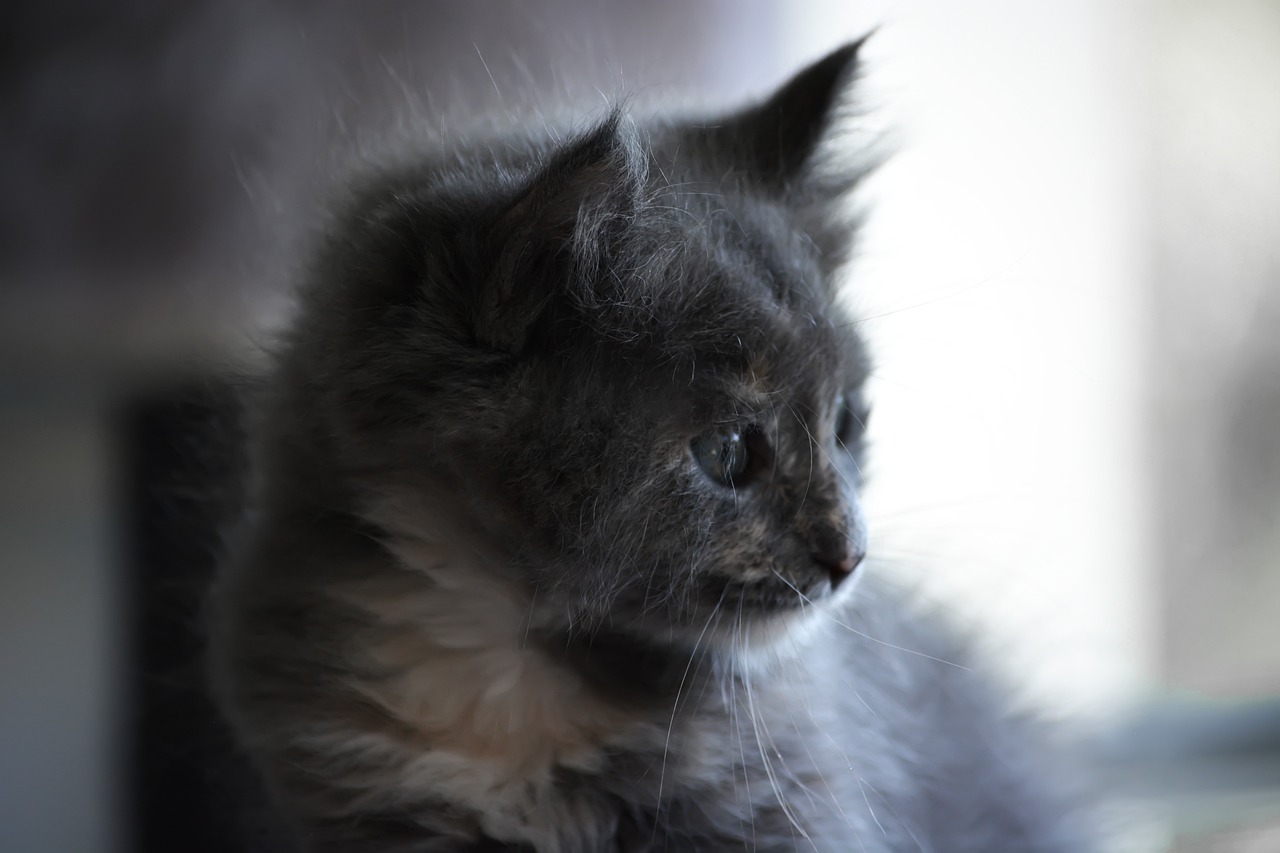 Gerd muller: 5 razones para recordar a un delantero legendario 1 gerd muller