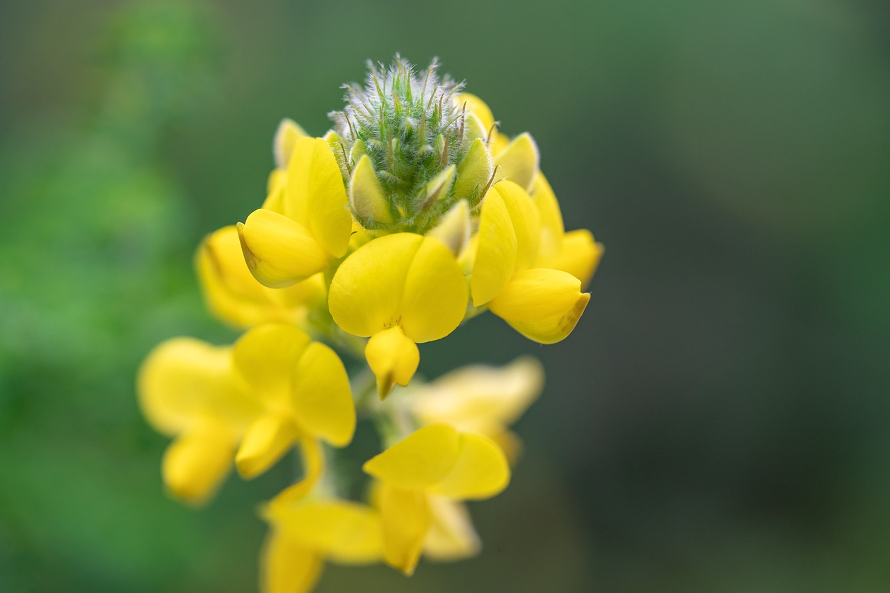 glandulas salivales