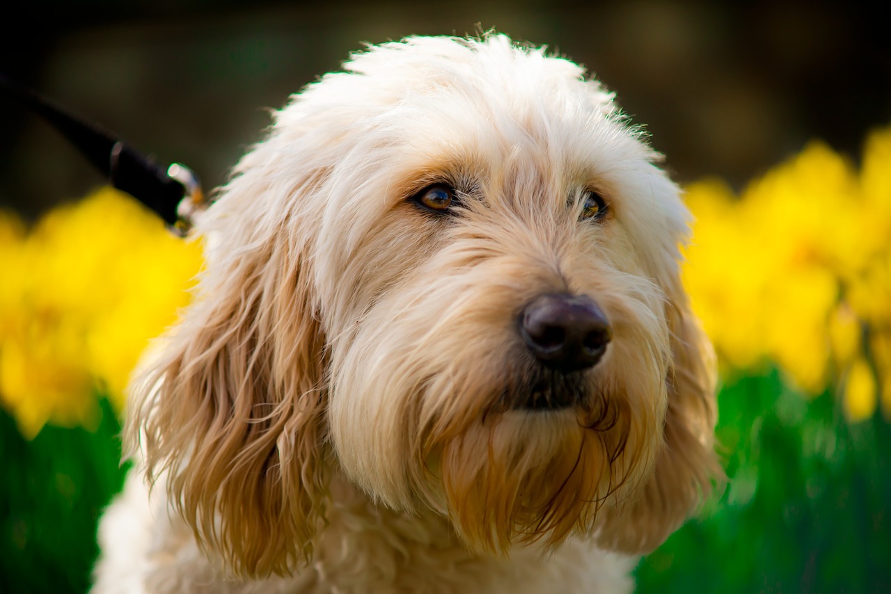 golden doodle