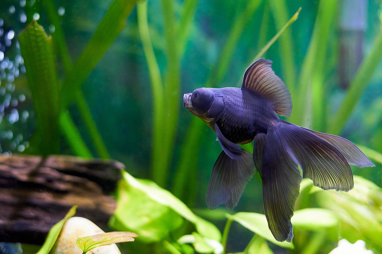 goldfish