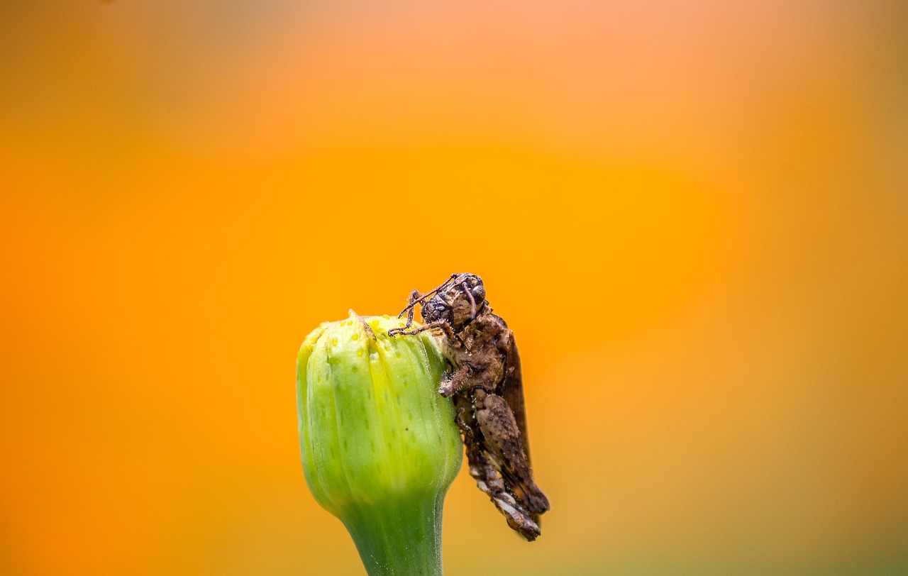grasshopper