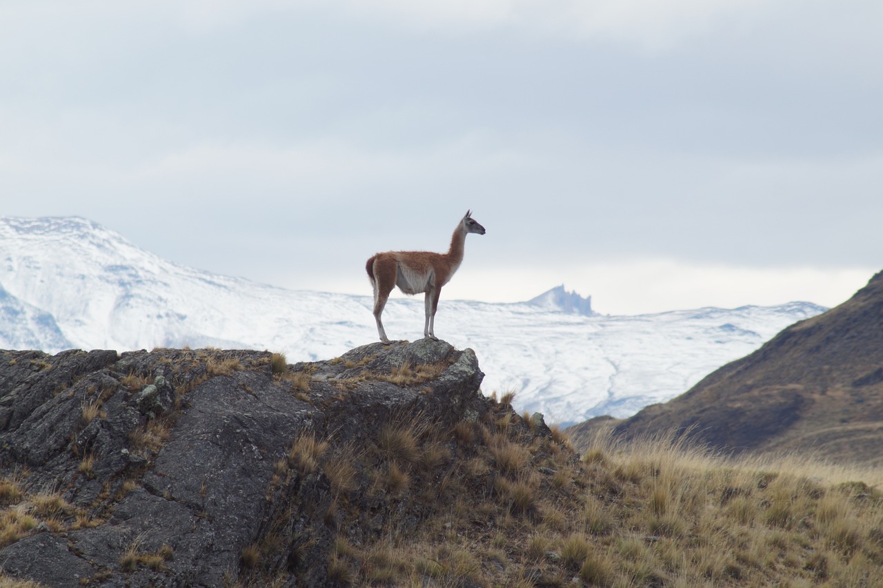 Guanaco: 5 curiosidades fascinantes sobre este camélido 3 guanaco