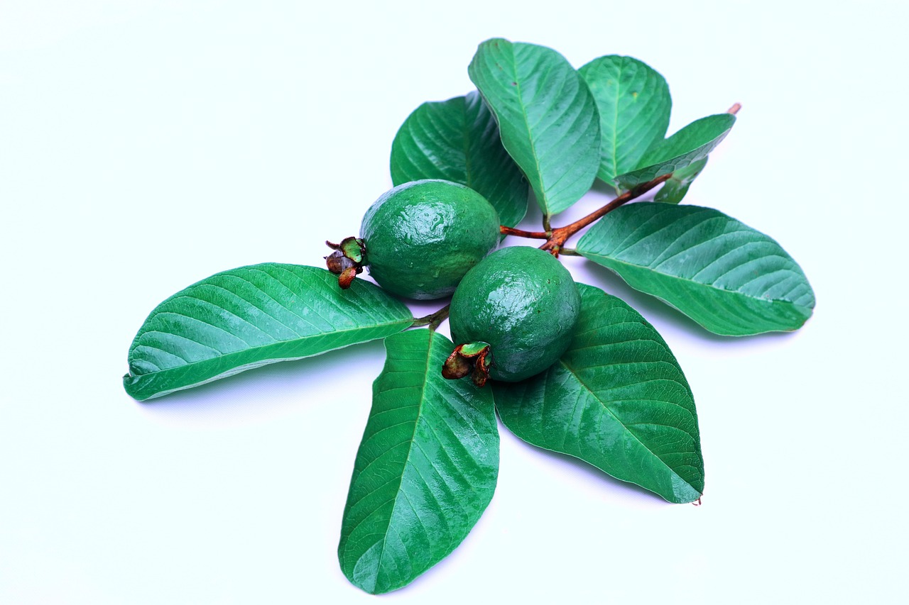 guayaba fruta