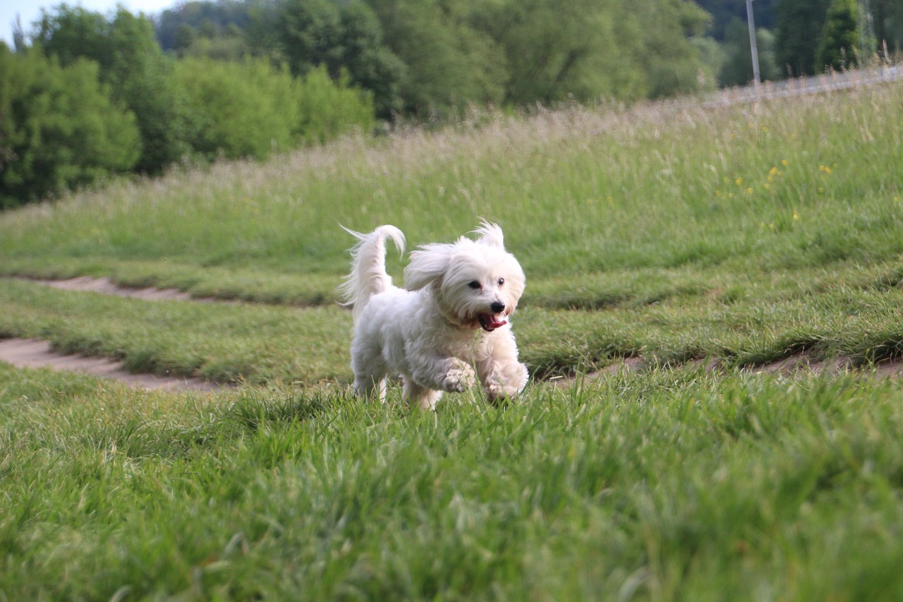 juego de gemelas
