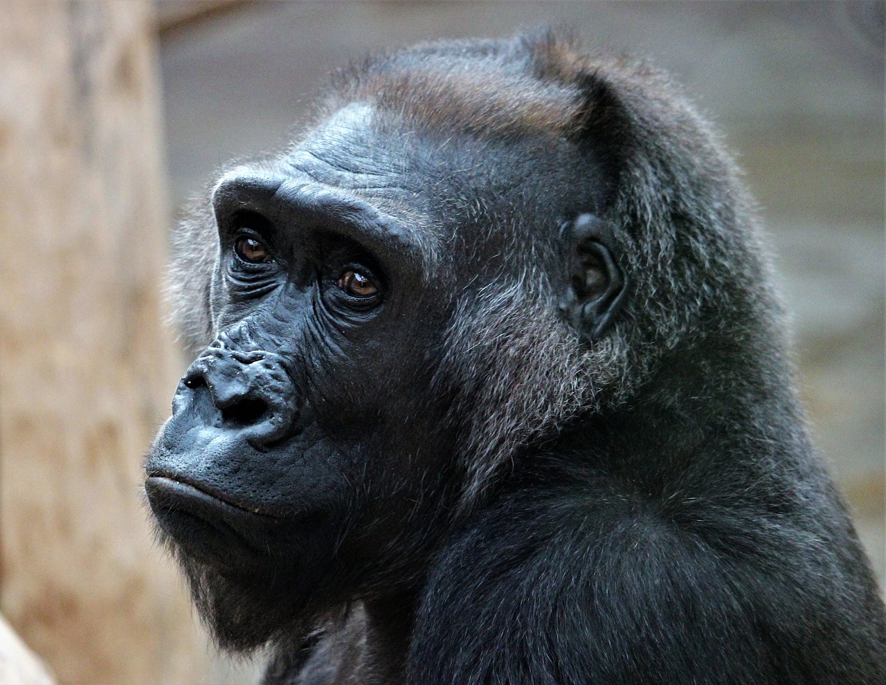 kamba
