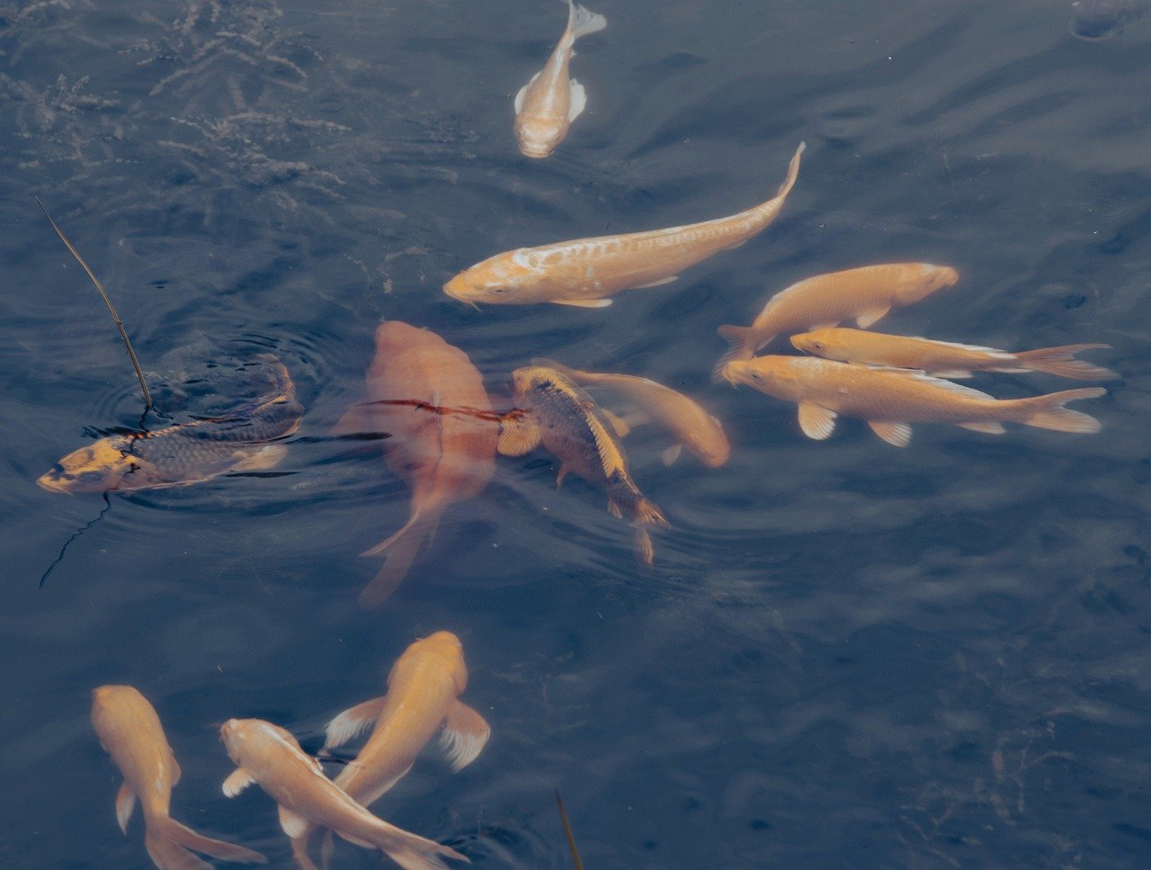 koi