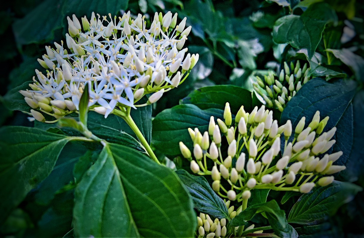 Levocetirizina jarabe: 5 beneficios que no te puedes perder 4 levocetirizina jarabe