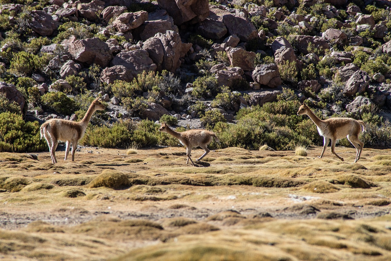Loterías y apuestas del estado comprobar: 5 pasos para validar tus boletos 4 loterías y apuestas del estado comprobar