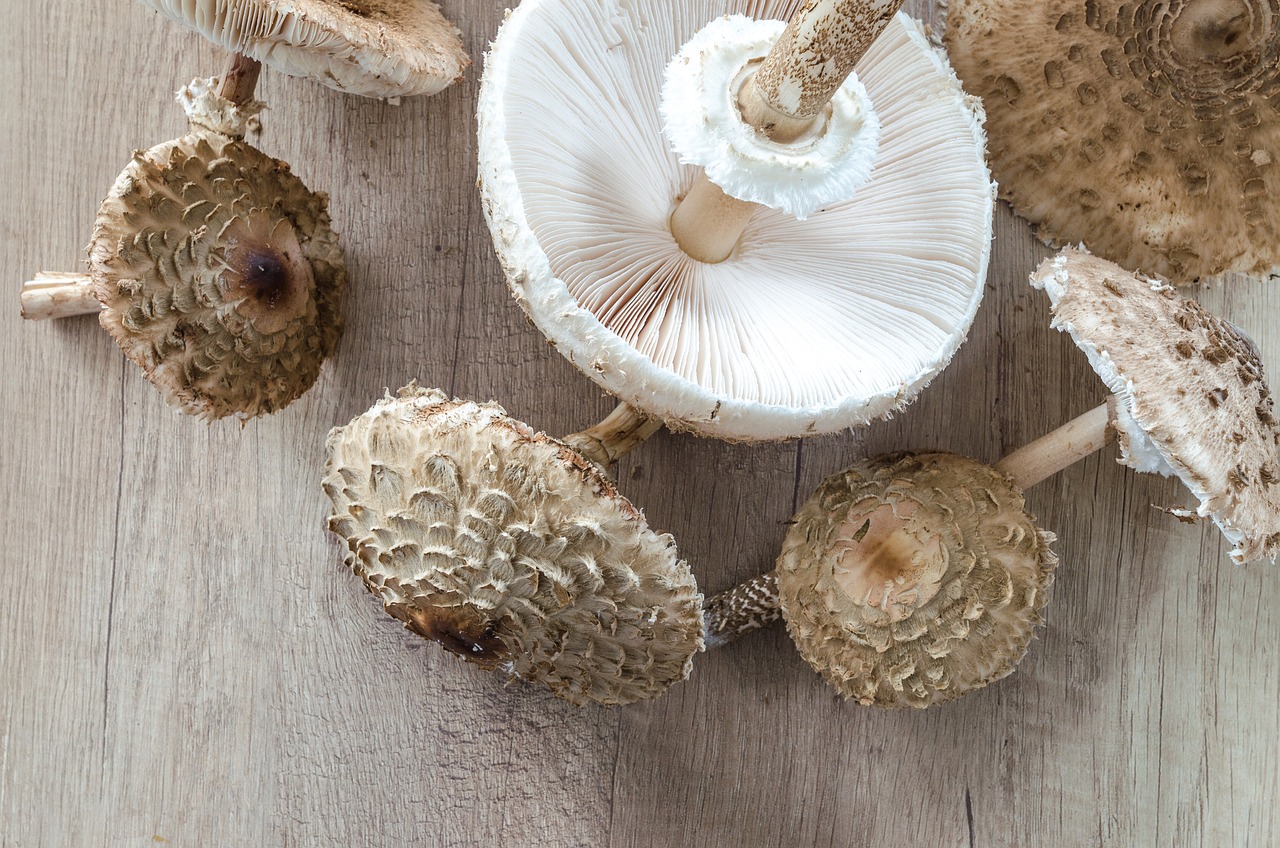 Macrolepiota: 5 beneficios sorprendentes de esta seta comestible 1 macrolepiota