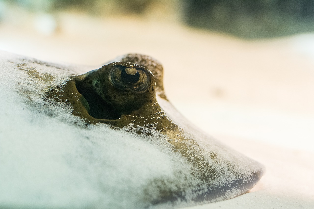 Manta: 5 trucos para optimizar tu experiencia al dormir 3 manta