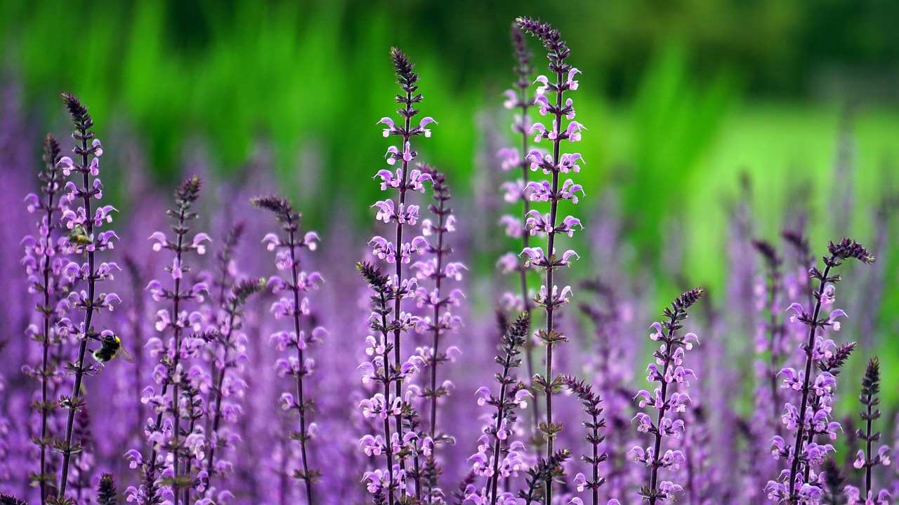 morado